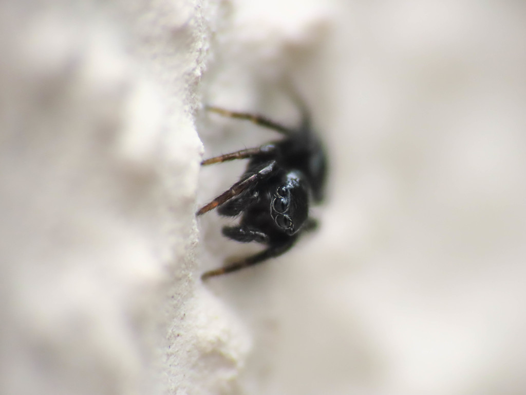 Chalcoscirtus infimus