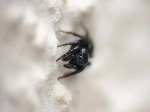 Representative image of Chalcoscirtus infimus