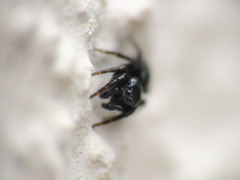 Chalcoscirtus infimus