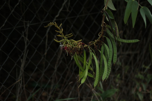 Image of Bauhinia ungulata by (c) Douglas Lopes, some rights reserved (CC BY)