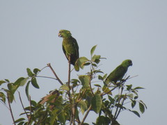 Amazona auropalliata