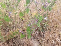 Scutellaria brevibracteata