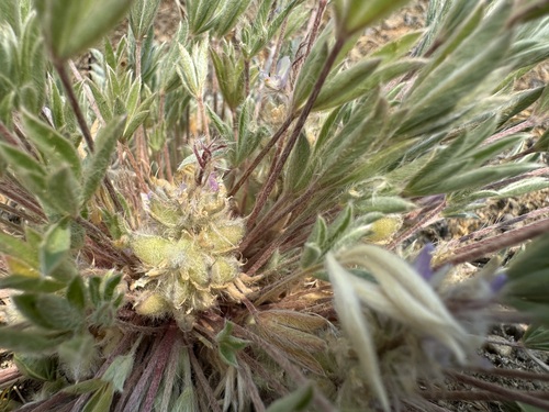 Lupinus caespitosus, photograph 1