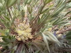 Matt Lavin, CC BY, iNaturalist via GBIF Lupinus caespitosus, photograph Matt Lavin, CC BY, iNaturalist via GBIF