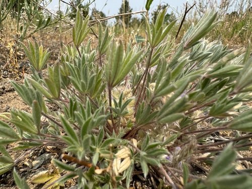 Lupinus caespitosus, photograph 2