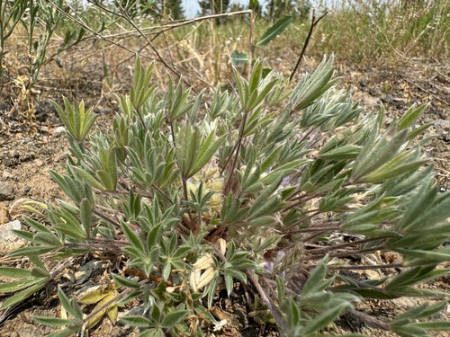 Lupinus caespitosus, photograph 3