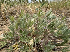 Matt Lavin, CC BY, iNaturalist via GBIF Lupinus caespitosus, photograph Matt Lavin, CC BY, iNaturalist via GBIF