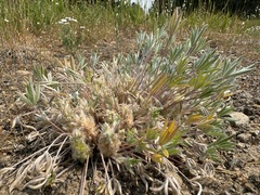 Matt Lavin, CC BY, iNaturalist via GBIF Lupinus caespitosus, photograph Matt Lavin, CC BY, iNaturalist via GBIF