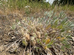 Matt Lavin, CC BY, iNaturalist via GBIF Lupinus caespitosus, photograph Matt Lavin, CC BY, iNaturalist via GBIF