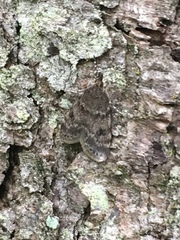 Scoparia penumbralis