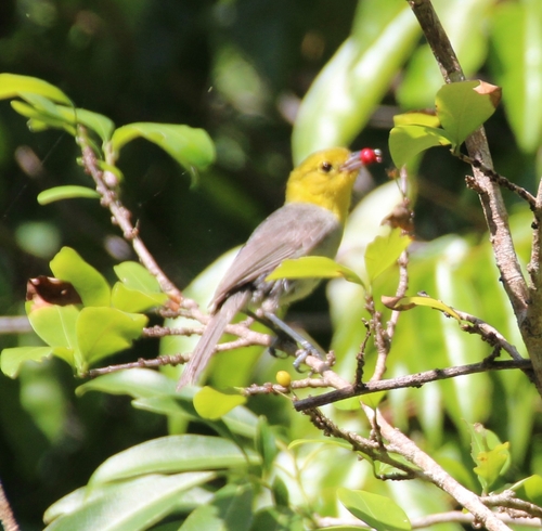 Yellow-headed Warbler (Teretistris fernandinae), photo 7