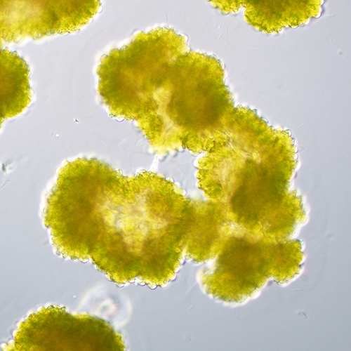 Representative image of Botryococcaceae