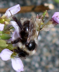Bombus sitkensis