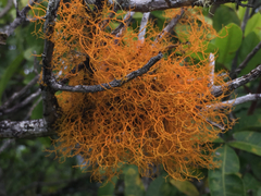 Teloschistes flavicans