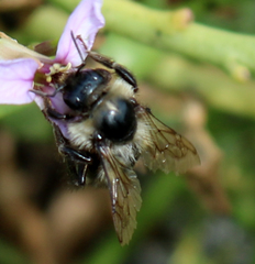 Bombus sitkensis