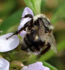 Bombus sitkensis