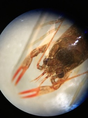 Cambarus bartonii bartonii