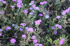 Phlox glabriflora