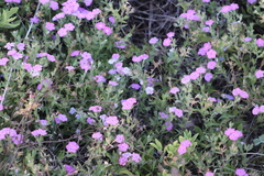 Phlox glabriflora