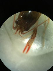 Cambarus bartonii bartonii