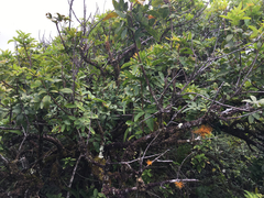 Teloschistes flavicans