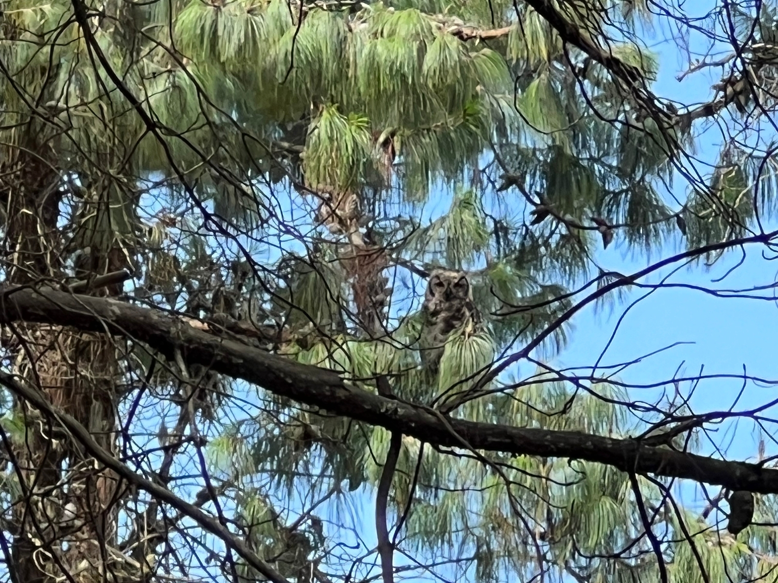 Bubo virginianus image