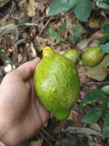 Tontelea passiflora, 2024-08-13