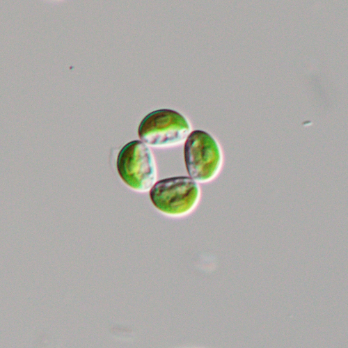 Crucigenia lauterbornii