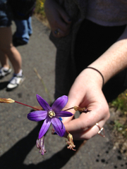 Brodiaea coronaria