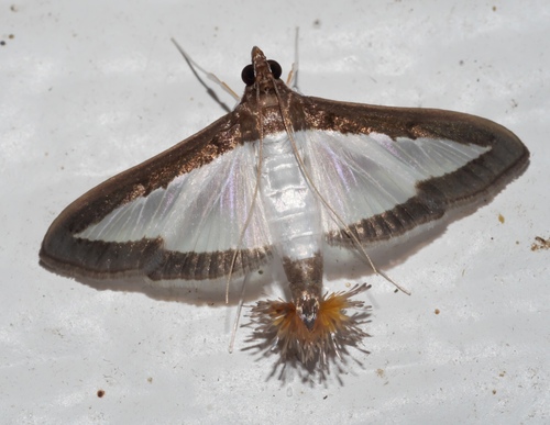 Melonworm Moth photo 6
