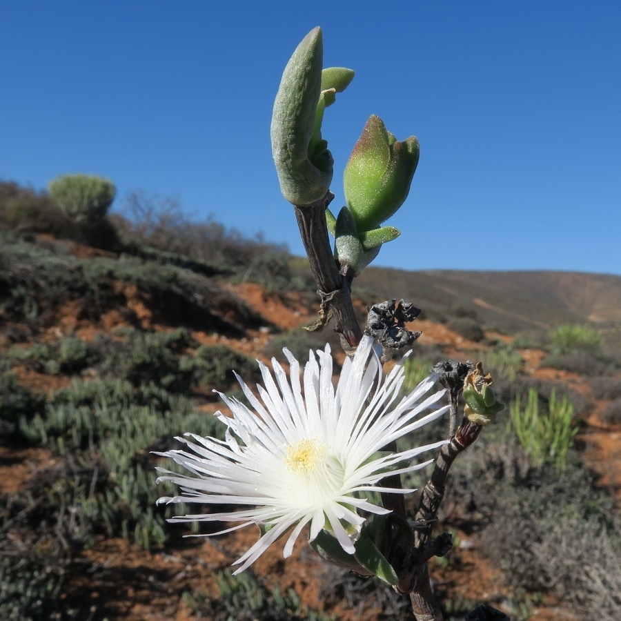 Mitrophyllum clivorum, Farm Brakputs, Namakwa, South Africa