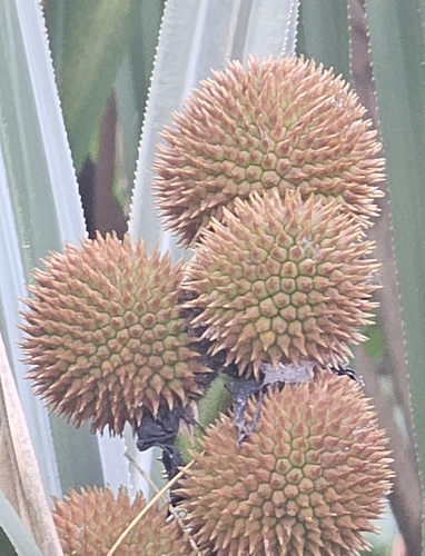 Benstonea affinis observed 2024-07-29