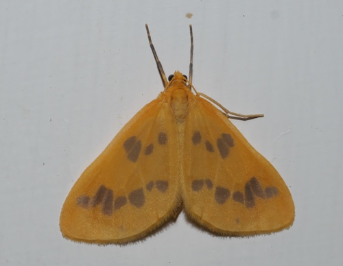 Beggar Moth photo 6
