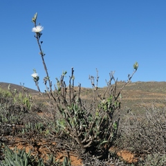 Mitrophyllum clivorum