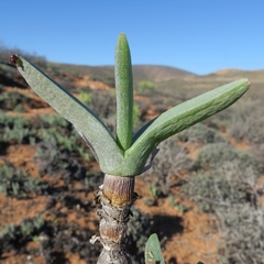 Mitrophyllum clivorum