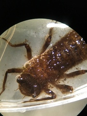 Cordulegastridae
