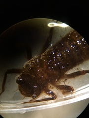 Cordulegastridae