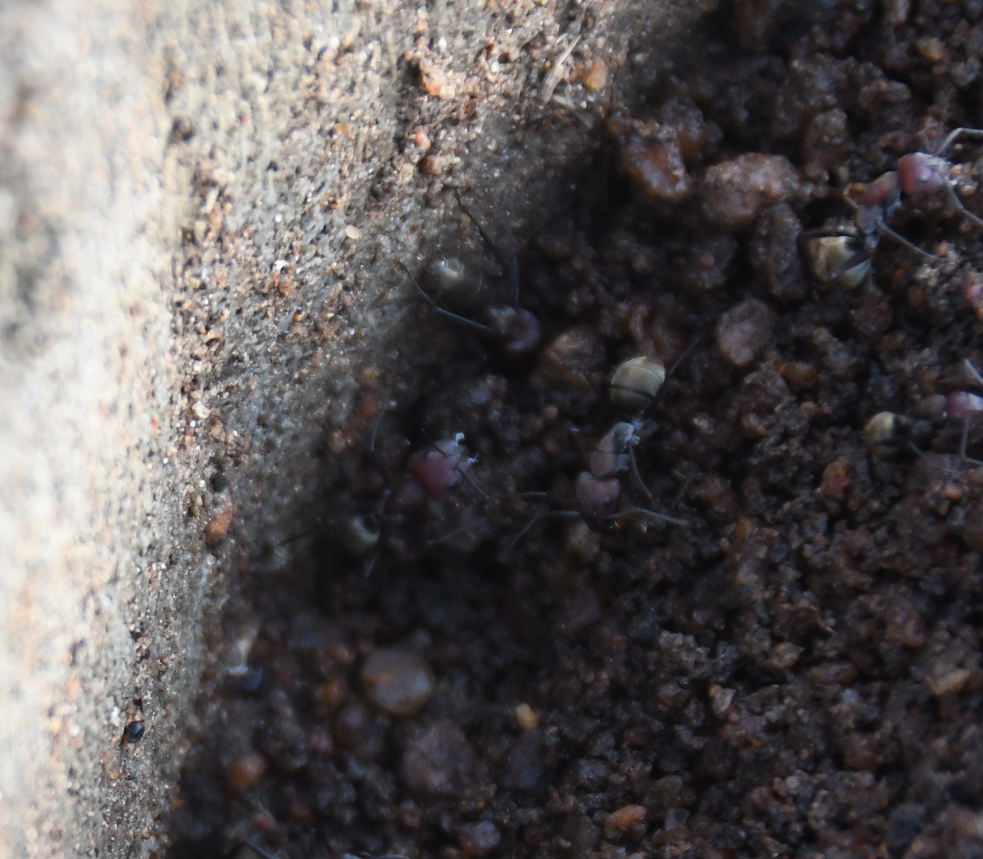 Camponotus zimmermanni