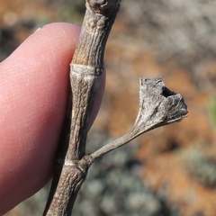 Mitrophyllum clivorum