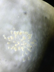 Conochilus hippocrepis