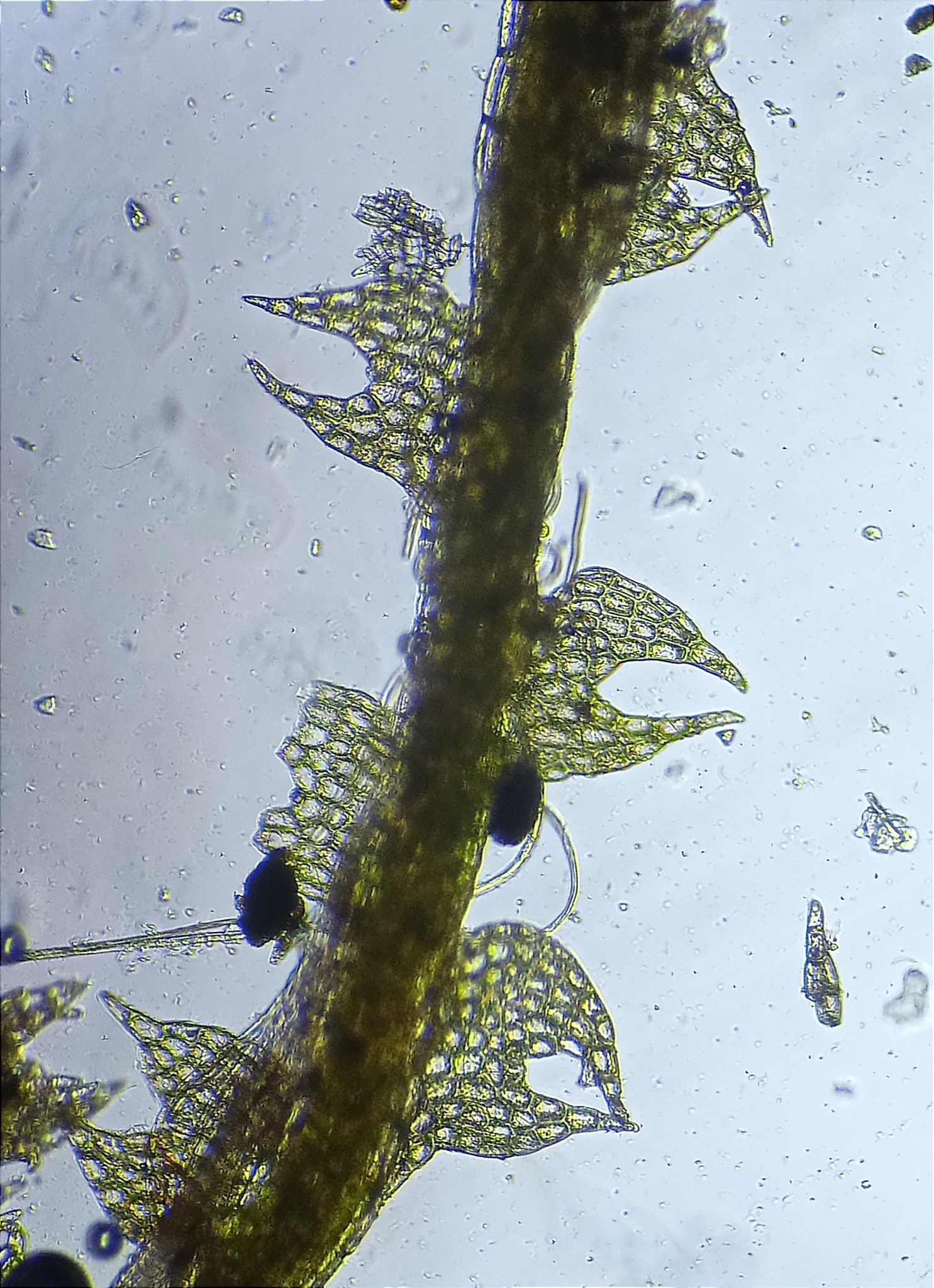 Fuscocephaloziopsis loitlesbergeri