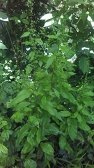 Rumex sanguineus