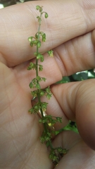 Rumex sanguineus