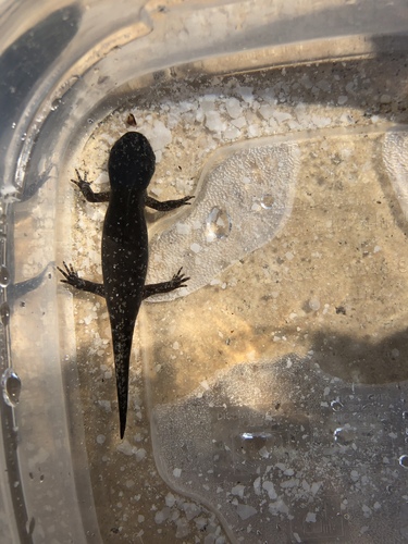 Ambystomatidae image
