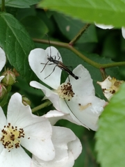 Strangalia acuminata