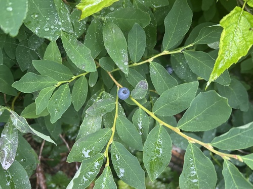 Image of Vaccinium alaskaense by (c) Jason Alexander, some rights reserved (CC BY)