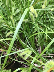 Carex comosa