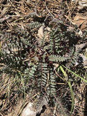 Pedicularis semibarbata charlestonensis