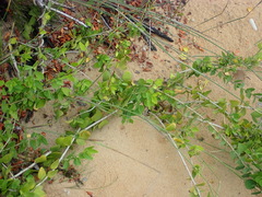 Cissampelos capensis