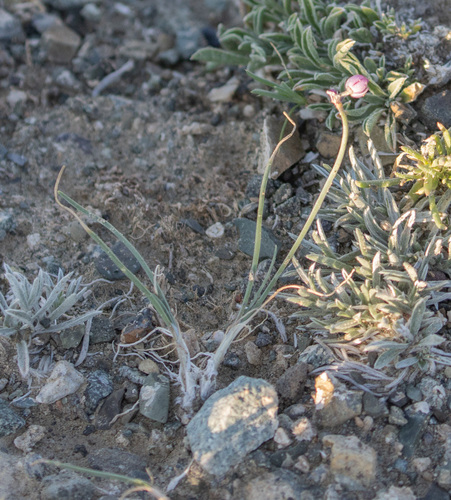 Allium vodopjanovae, photograph 2
